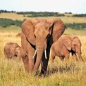 Highlights of Kenya (Seat-In Tour Guaranteed departure with a Minimum of 2 Persons)